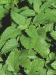 Lemon Balm Seed - 1 G Raw Seed