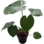 Pot Plant