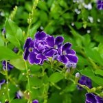 Duranta Blue Shower 10LT Ball