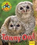 Wildlife Watchers: Tawny Owl 2017 Paperback