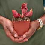 Trumpet Pitcher Sarracenia Khayakazi - Dormant Plant. 7.5CM Plastic Container.
