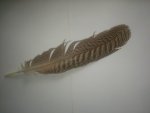 Smudging Large Natural Feather 34 36CM S24