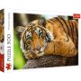 - Tiger Portrait - 500 Piece