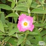 Cistus Silver Pink 12CM Pot