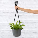 Bird's Nest Fern Crissie - In 16CM Grey Moon Planter Hanging With Black Rope.