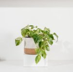 Ceramic Planter - Speckled White - Small 16 X 14.5CM