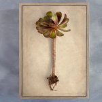 Succulent Study 7 Art Print - A4 Framed Canvas With Natural Wood Frame