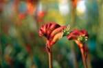 Anigozanthos Bush Surprise Seedlings - 3 Plug Plants