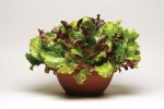 Simply Salad - Summer Picnic Mix Seed - 5 Pelleted Seed