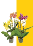 Moth Orchids - 12CM 2 Stem White