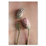 Watercolour Wash Protea 3 - A1 No Frame Print Only