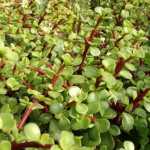 Portulacaria Afra ‘big Leaf’ 9CM Pot
