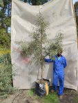 Searsia Lancea 70LT