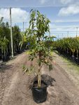 Avocado Fuerte 50LT