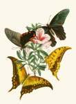 The Cabinet Of Oriental Entomology Pl Xxxii 1848 Art Print - A4