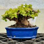 Portulacaria Afra "spekboom" - PS05 170MM L X 150MM D X 150MM H