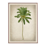 Coconut Palm Art Print - A3 420X297 Mm