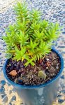 Crassula Tetragona 17CM