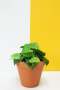 Heart Leaf Philodendron - Golden / 15CM