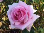 Andrea Stelzer Hybrid Tea Rose 5LT