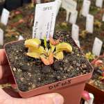 Venus Fly Trap 'bas 9.' Special Import. - 2 Year Old Plant. 7.5CM Plastic Container.