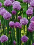 Chives Medium Leaved Seedlings - 5 Plug Plants
