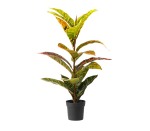 Calathea Plant Pp Pot 65CM