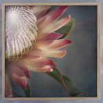 King On Gray Square 2 Art Print - 60 X 60CM Framed Canvas With Natural Wood Frame