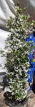 Trachelospermum Jasminoides 70LT Star Jasmine