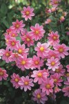 Dahlia Top Mix – “rose” Bulbs