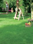 Evergreen Lawn Seed - 2 Kg Raw Seed
