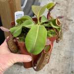 Tropical Pitcher Nepenthes 'rokko X Gentle' - Large Plant In 21CM Plastic Pot Or Hanging Basket