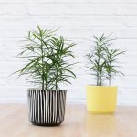 Yellowwood - In Neon Yellow Emerson Planter