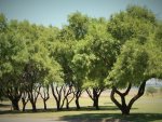 Rhus Lancea Mosilabele Karee Tree Gauteng Only - 200 Litres