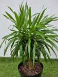 Dracaena Angassi 25CM Pot