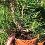 Japanese Black Pine Stock - 4 Year Old Material Release Date 2025