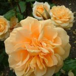 Courvoisier Rose 5LT