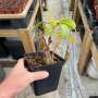 Tropical Pitcher Nepenthes 'gentle'