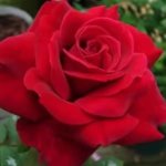 Mister Lincoln Rose 5LT