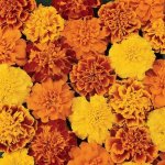 Marigold Bonanza Mix Seed - 50 De-tailed Seed
