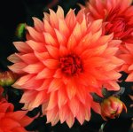 Dahlia Border – “autumn Fairy” Bulbs