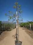 Dombeya Rotundifolia 40LT