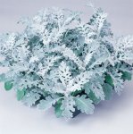 Cineraria Silver Dust Seed - 50 Raw Seed