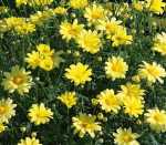 Argyranthemum Yellow 4LT