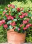 Begonia Big Green Leaf Red Seed - 10 Pelleted Seed