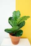 Fiddle Leaf Fig - 25CM