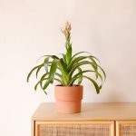 Guzmania - Candy - In Terracotta Flo Planter