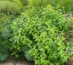 Salvia Arizonica “arizona Blue Sage” 15CM Pot