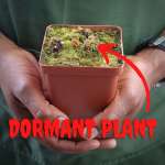 Venus Fly Trap 'gaga Trap' - 2 Year Old Plant. 7.5CM Plastic Container.