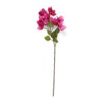 Bougainvillea Spray